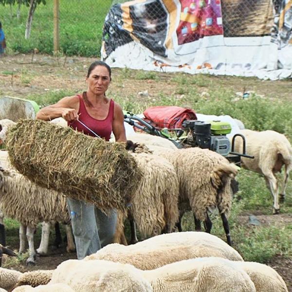 БАБХ даде на прокуратурата фермери от Болярово