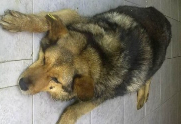Психично болен уби по брутален начин бездомно куче на улицата