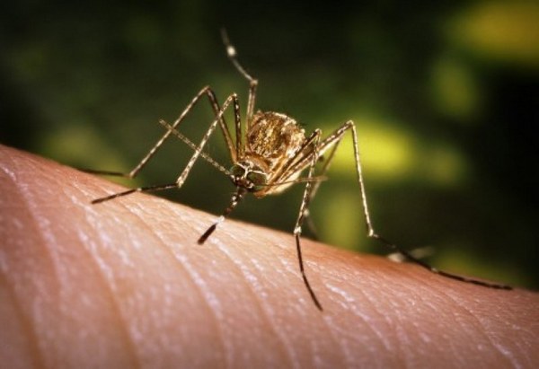 Още 5 души починаха от вируса на комарите