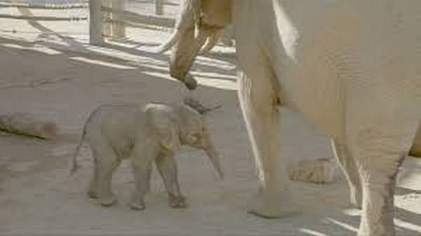 Слонче се роди преждевременно в зоопарка