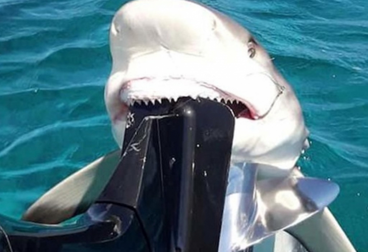 120-сантиметрова акула опита да изяде двигателя на рибарска лодка