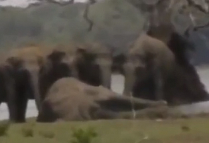 И животните плачат: Стотици слонове дойдоха да се сбогуват с починалия водач на стадото (ВИДЕО)