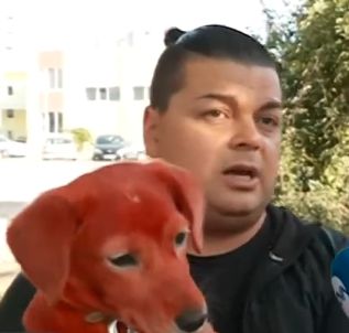 Търсят осиновители за кучето, боядисано с червена боя за коса (ВИДЕО)