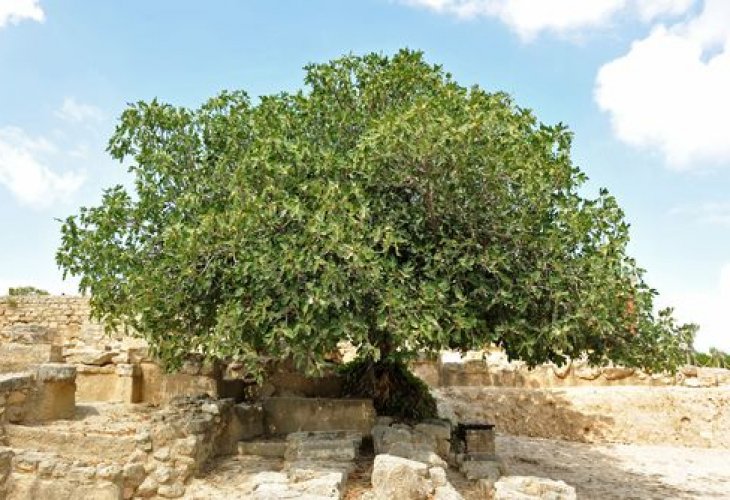 Невероятно, но факт: От семе в стомаха на труп изникна дърво и помогна за разкриването на убийство в Кипър