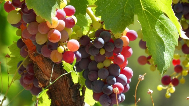 Изкупните цени на гроздето в Сливенско се сринаха