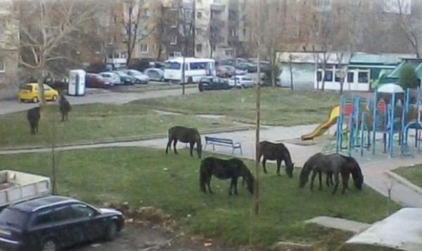 Граждани пасат коне и крави в градски паркове