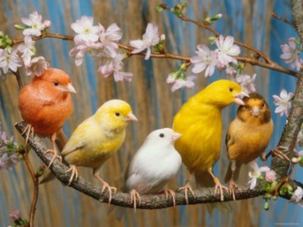 250 елитни канарчета "долитат" в Бургас, показват ги във "Флората"