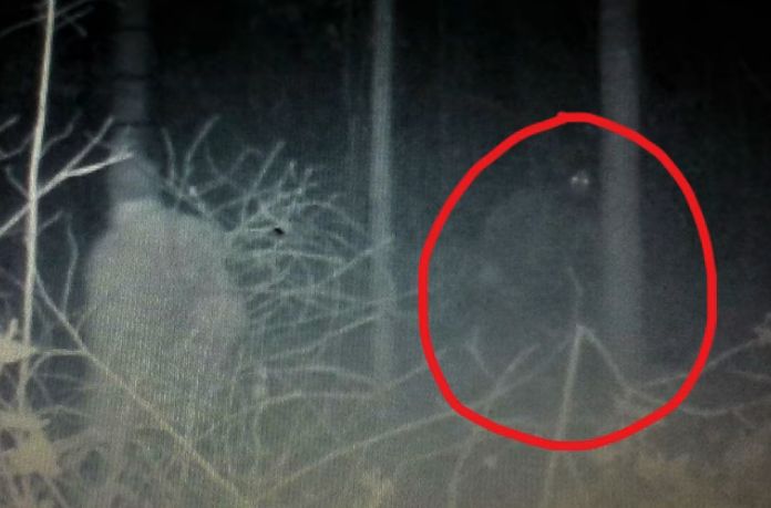 Ловец попадна на странно същество в гората, мистици спорят дали е Йети или извънземно (ВИДЕО)