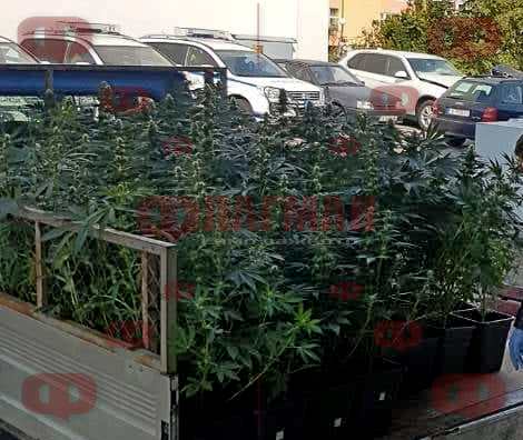 Само във Флагман.бг: Полицаи от Поморие разбиха наркооранжерия, конфискуваха рекордно количество марихуана