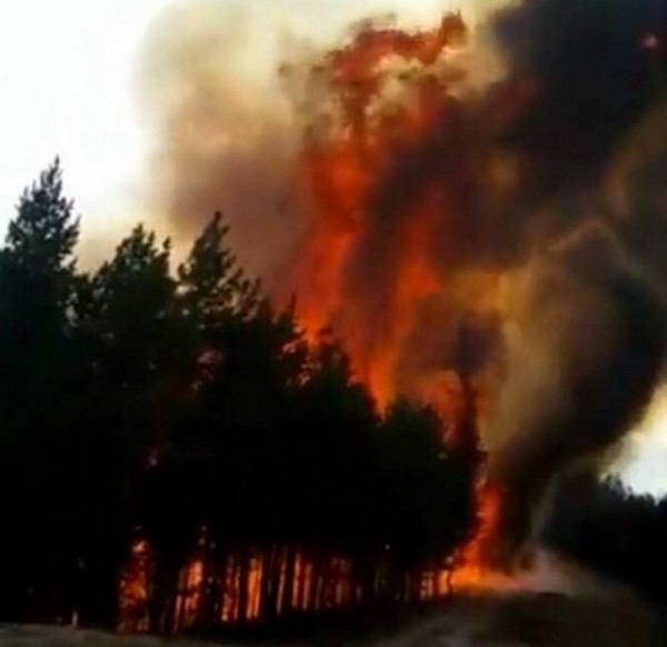 Бушува горски пожар, горят 100 дка борова гора