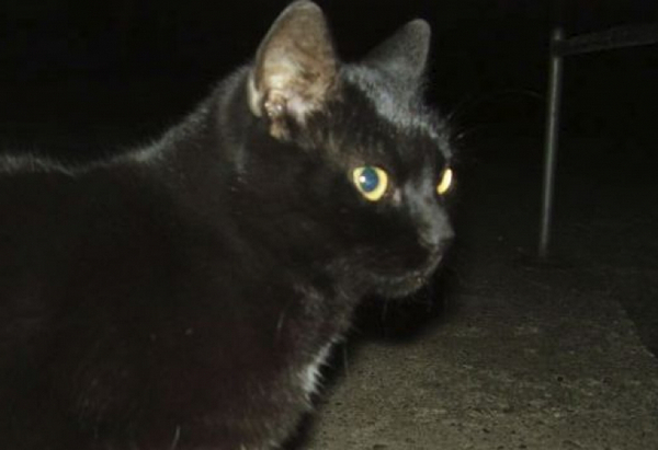 Майстори зазидаха по погрешка улична котка под стълбище (СНИМКИ)