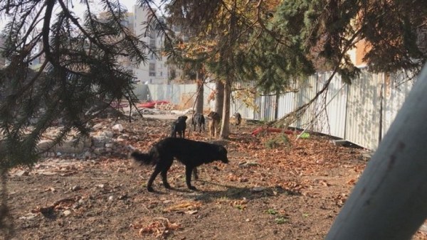 Глутница кучета нападнаха майка с дете