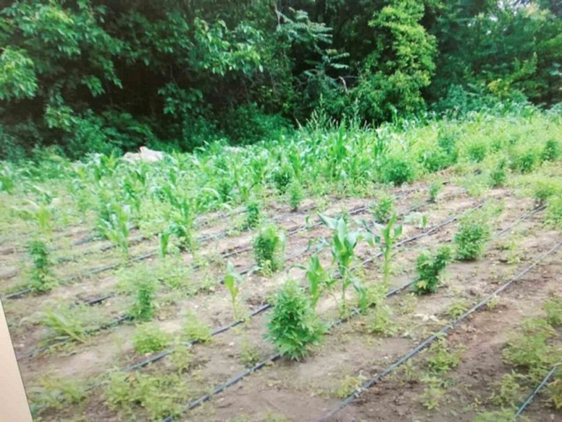 Село брани производител на канабис