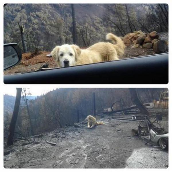 Куче цял месец чака пред опожарения дом на стопаните си