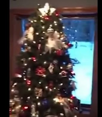 Мистерия: Снимаха Голямата стъпка край Коледно дърво (ВИДЕО)