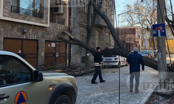 Дърво падна върху жилищен блок в центъра