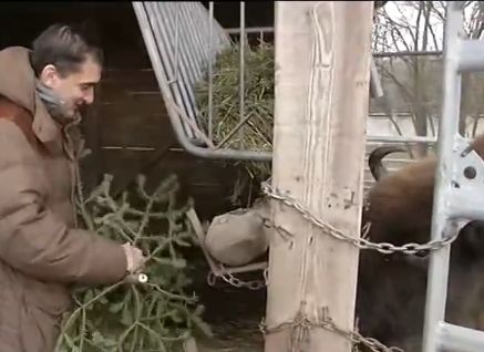Дарители хранят животните в зоопарк с Коледни елхички (ВИДЕО)