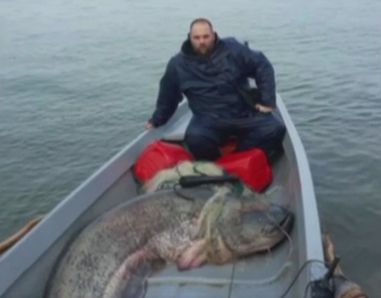 Любители рибари уловиха 138-килограмов сом (ВИДЕО)