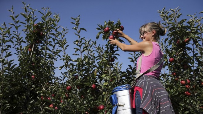 Жени управляват всяка четвърта ферма в България