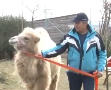 Бейби бум в бургаския зоопарк, гальовна камила е новата атракция (ВИДЕО)