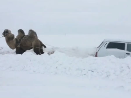Когато Лада Нива затъне в руския сняг, спасението е... камила!