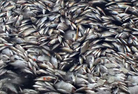 Мистерия: Тонове обезглавени риби бяха изхвърлени на брега