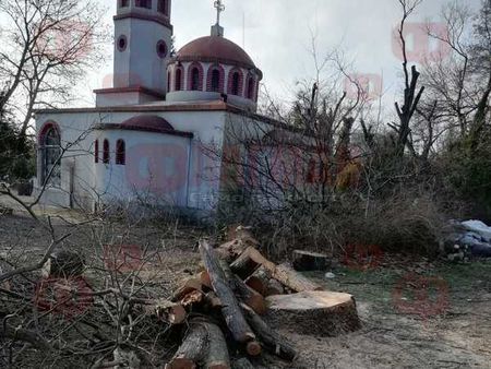 Сигнал до Флагман.бг : Защо в стария парк на жк. „Славейков” режат здрави дървета?