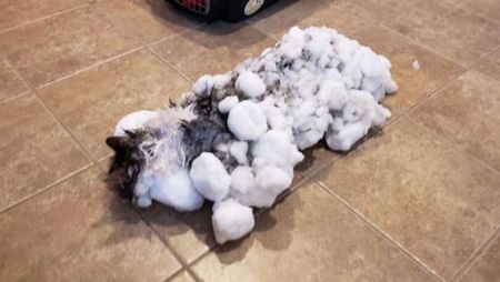 Замръзнала котка оживя след размразяването си