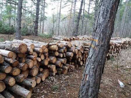 Незаконна сеч? Мерцедеси изнасят трупи от гора