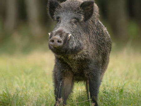 Спешни мерки срещу чумата: Властите препоръчват стопаните да заколят прасетата