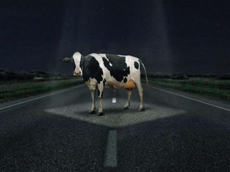 Мистерия: Супер крава изпрати "Голф" в канавката