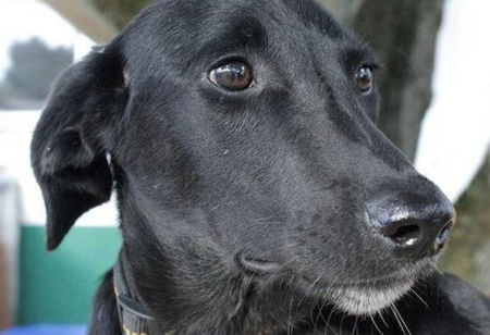 Вижте вълнуващата история на кучето Мина от Бургас, която разплака цяла Германия