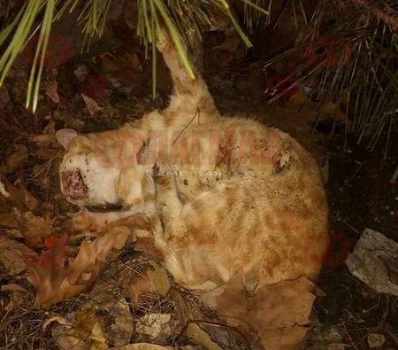 Изверг трови котките в бургаския жк. "Лазур", зоополицията го издирва (+18)