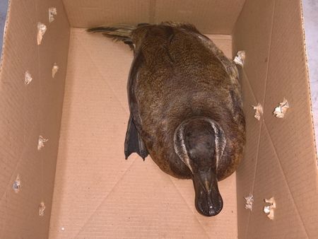 Рядък вид птица бедства в бургаския ж.к. „Лазур“, спасиха я служители на екоинспекцията