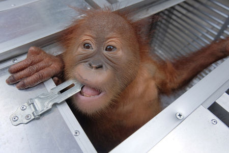 Турист упои орангутан и се опита да го пренесе в куфар от Бали