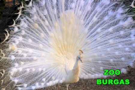 Бургаският зоопарк посреща гости при вход свободен, вижте кога