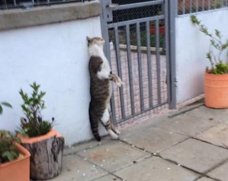 Невиждано зверство! Изроди обесиха котка пред къща в Ахтопол (18+)
