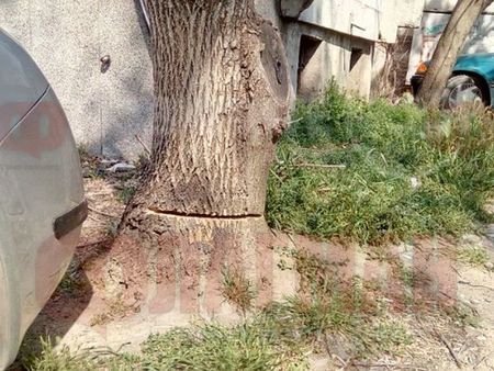Безразборна сеч на дървета в Пловдив