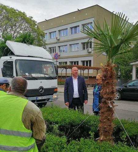 Поморие в трескава подготовка за Гергьовден и туристическия сезон, градът стана по-зелен с 50 нови палми