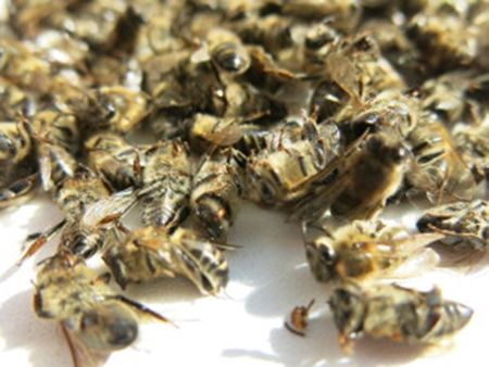 Продължават да умират пчели в Бургаско, фермери обвиняват препарати