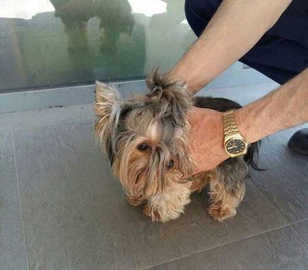В Пето РУ Бургас затвориха куче, но не е арестувано, а...