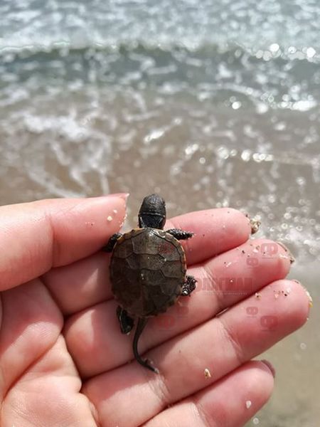 Рядка мини костенурка се появи на Северния плаж в Бургас