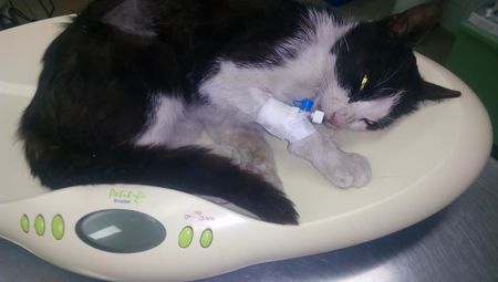 Изрод трови с антифриз котенца в Бургас, умират мъчително