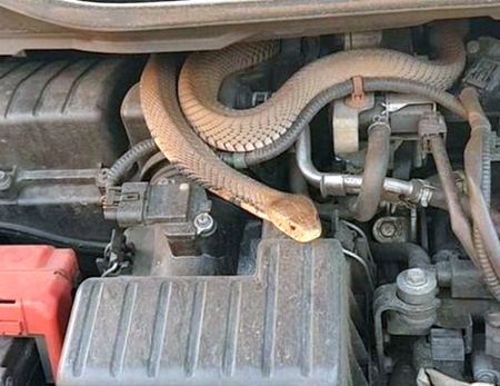 Стресова ситуация! Змия се скри под капака на лек автомобил