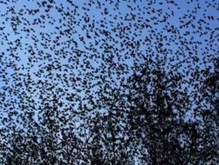 Зловещo: Стотици птици падат мъртви от небето