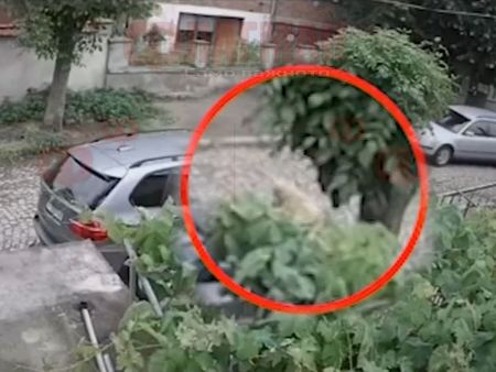 Само във Флагман.бг: Мъж от Ямбол умишлено прегази с кола кучето на съседите си (СНИМКА/ВИДЕО)