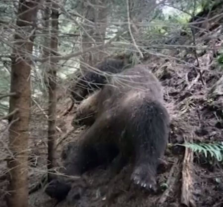 Бракониери застреляха кафява мечка в Рила