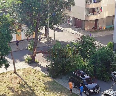На косъм от трагедия! Огромно дърво се разцепи в ж. к. "Братя Миладинови"