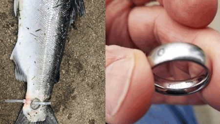 Рибар улови пъстърва, на опашката й намери сватбена халка