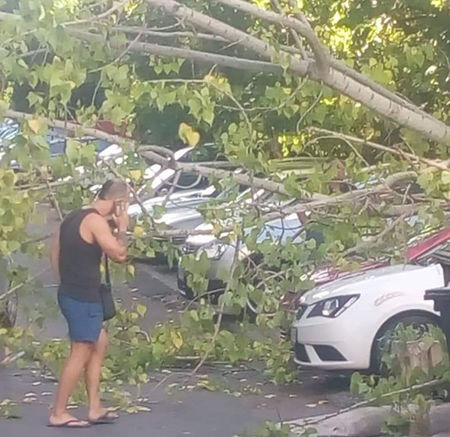 Дърво се сгромоляса с гръм и трясък насред паркинг в бургаския жк „Славейков“